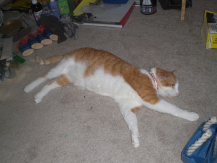 Picture of a cat / kitten / feline