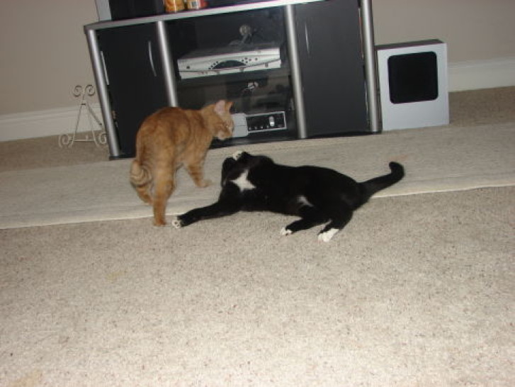 Picture of a cat / kitten / feline