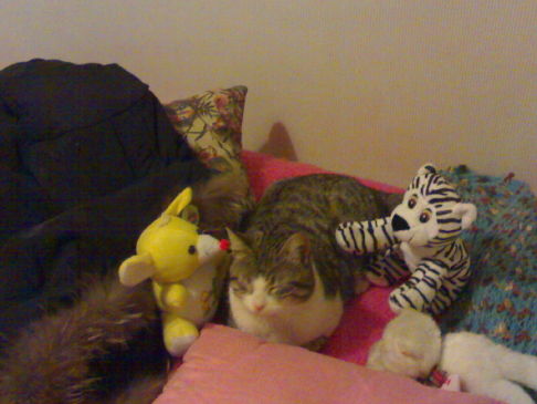 Picture of a cat / kitten / feline