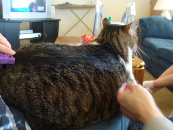 Picture of a cat / kitten / feline