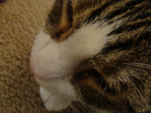 Picture of a cat / kitten / feline