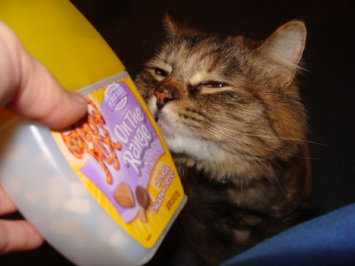 Picture of a cat / kitten / feline