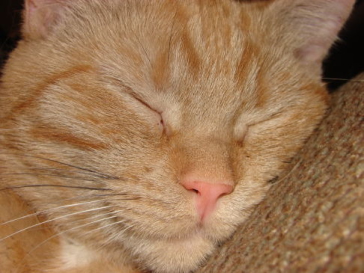 Picture of a cat / kitten / feline