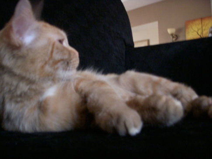 Picture of a cat / kitten / feline