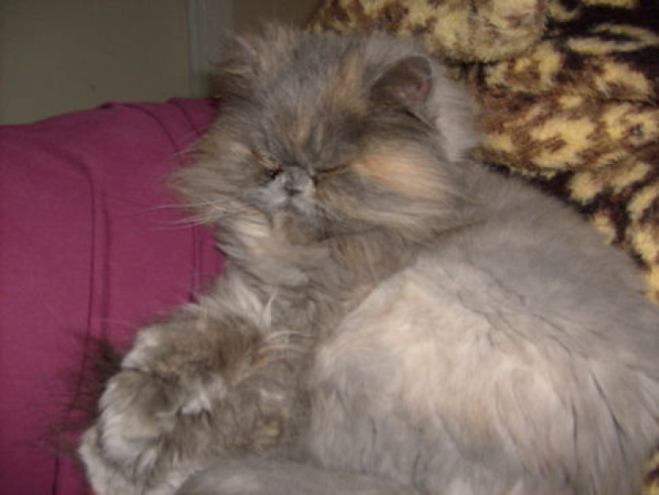 Picture of a cat / kitten / feline