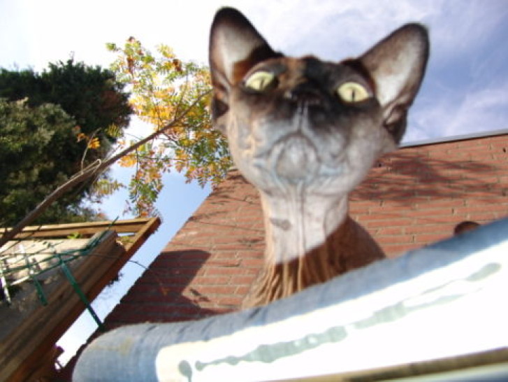 Picture of a cat / kitten / feline