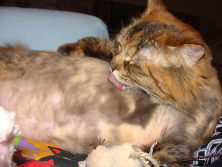 Picture of a cat / kitten / feline