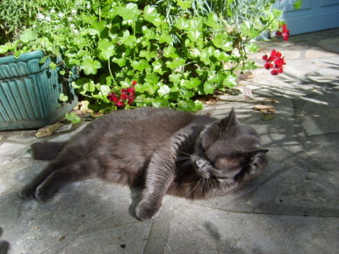 Picture of a cat / kitten / feline