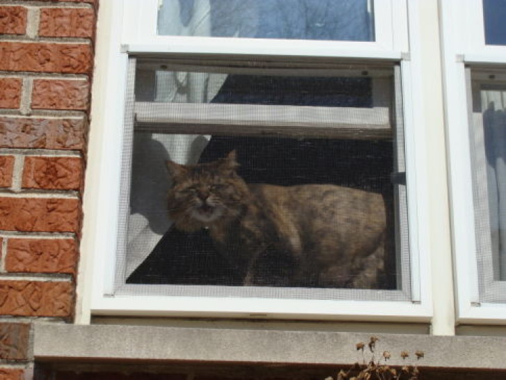 Picture of a cat / kitten / feline