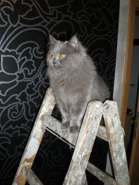 Picture of a cat / kitten / feline