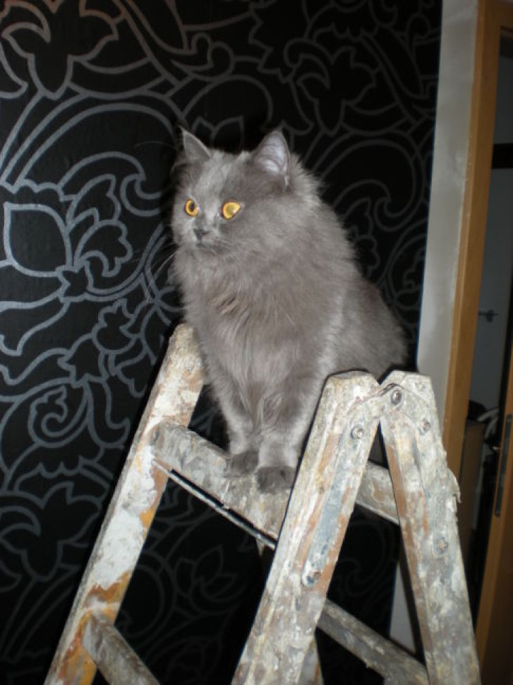 Picture of a cat / kitten / feline