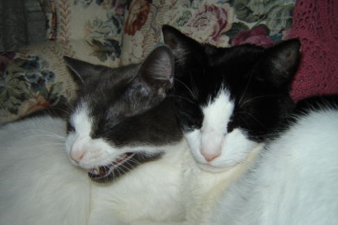 Picture of a cat / kitten / feline