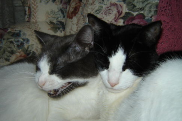 Picture of a cat / kitten / feline