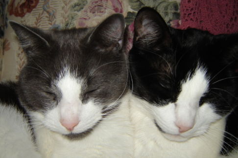 Picture of a cat / kitten / feline