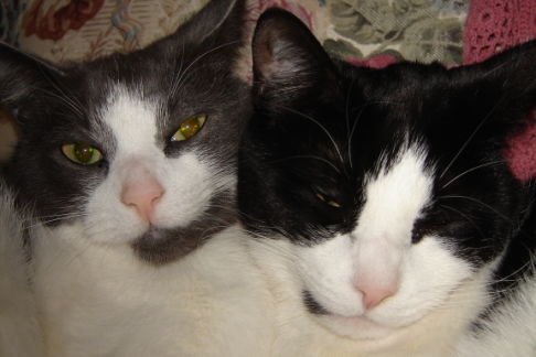 Picture of a cat / kitten / feline