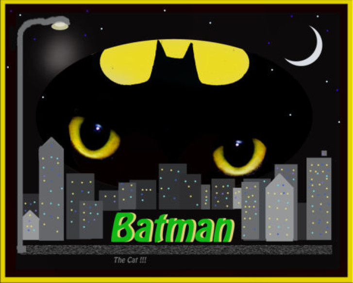 Picture of a cat / kitten / feline