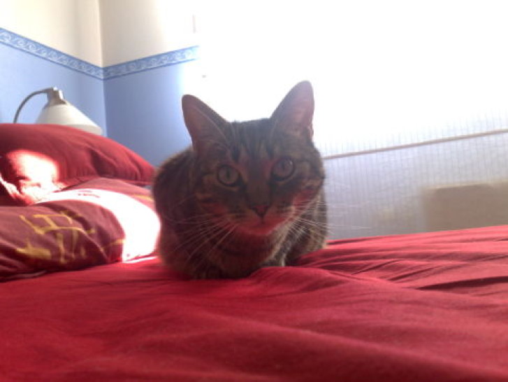 Picture of a cat / kitten / feline