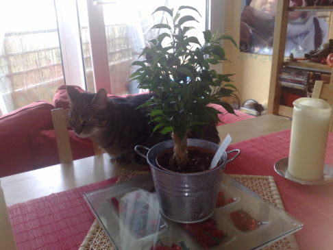 Picture of a cat / kitten / feline