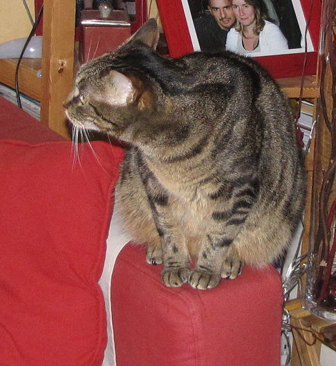 Picture of a cat / kitten / feline