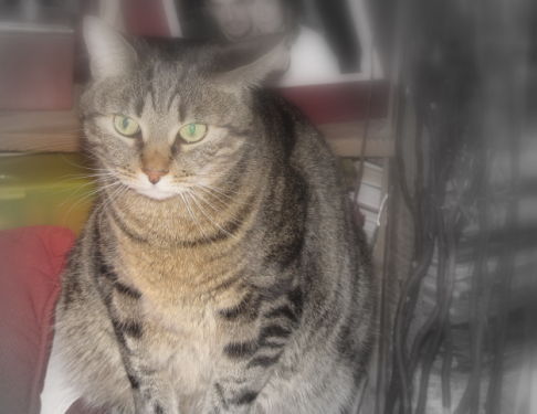 Picture of a cat / kitten / feline