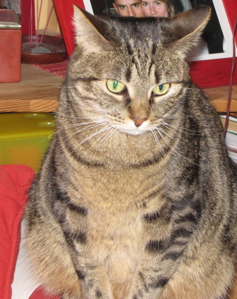 Picture of a cat / kitten / feline