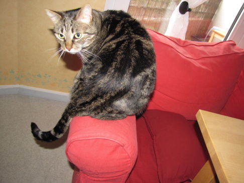 Picture of a cat / kitten / feline