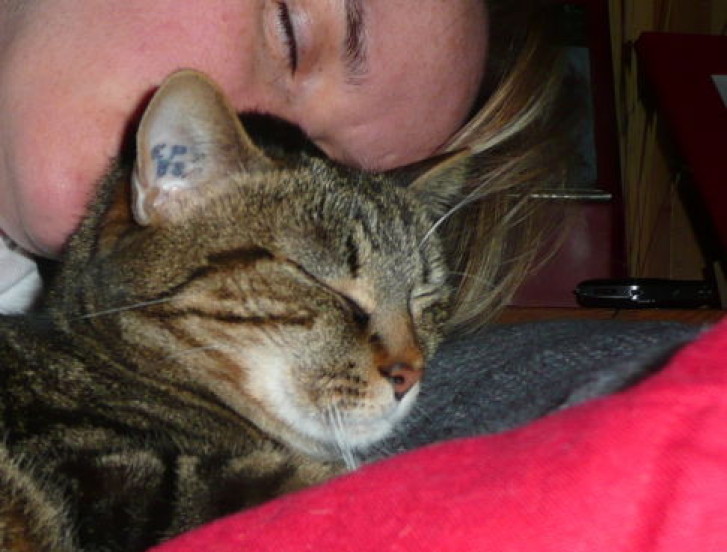 Picture of a cat / kitten / feline