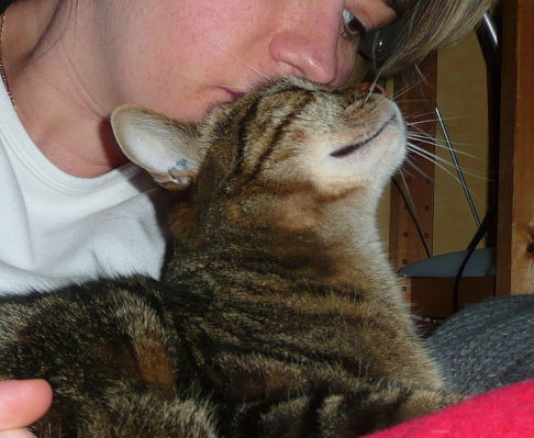 Picture of a cat / kitten / feline