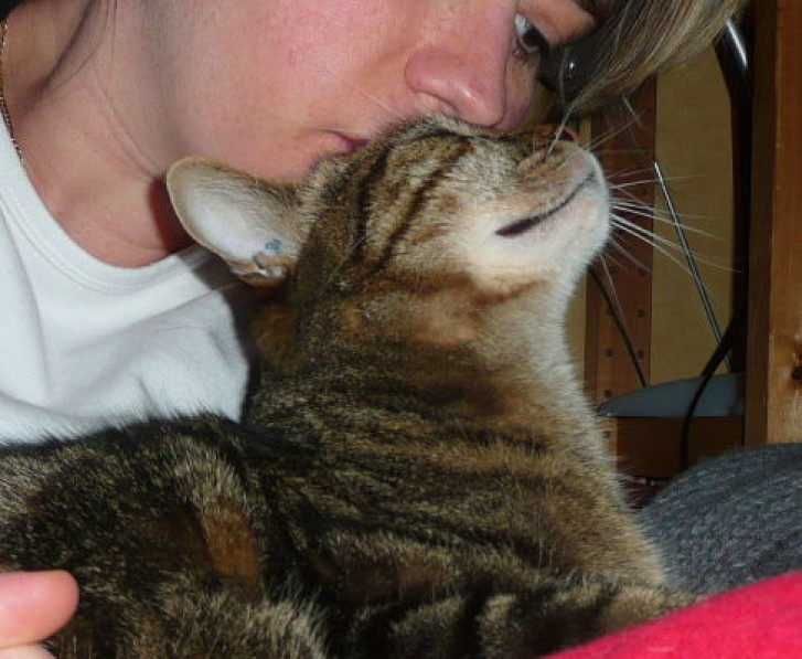 Picture of a cat / kitten / feline