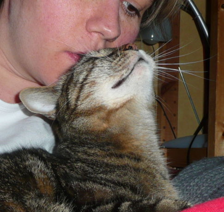 Picture of a cat / kitten / feline