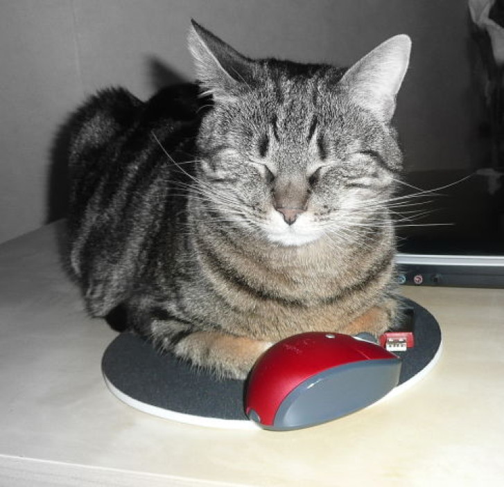 Picture of a cat / kitten / feline