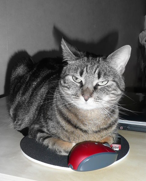 Picture of a cat / kitten / feline