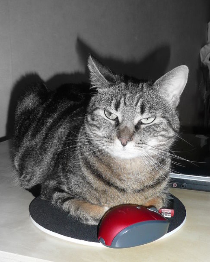 Picture of a cat / kitten / feline