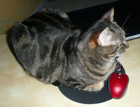 Picture of a cat / kitten / feline