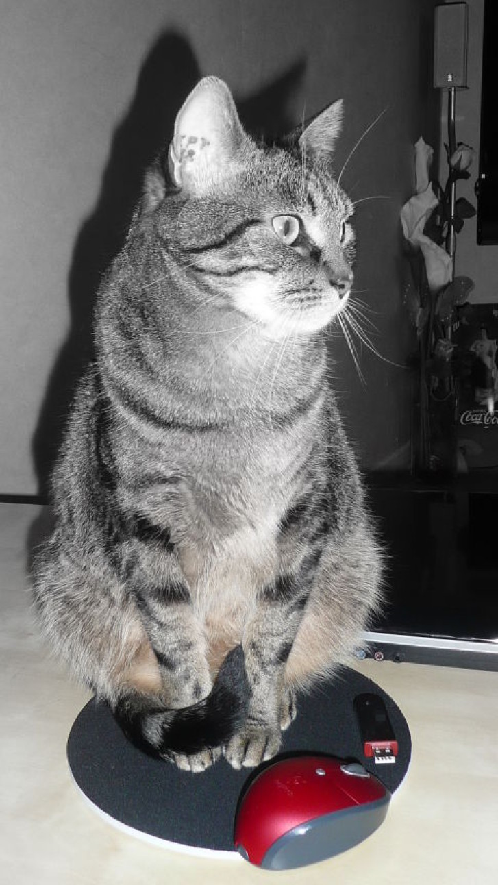 Picture of a cat / kitten / feline