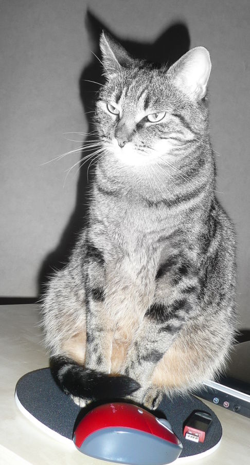 Picture of a cat / kitten / feline