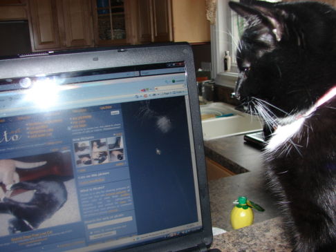 Picture of a cat / kitten / feline