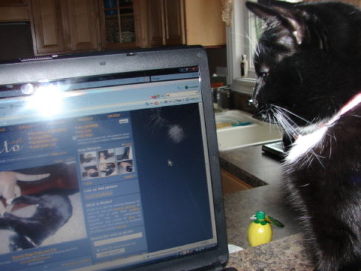 Picture of a cat / kitten / feline