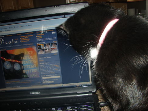 Picture of a cat / kitten / feline