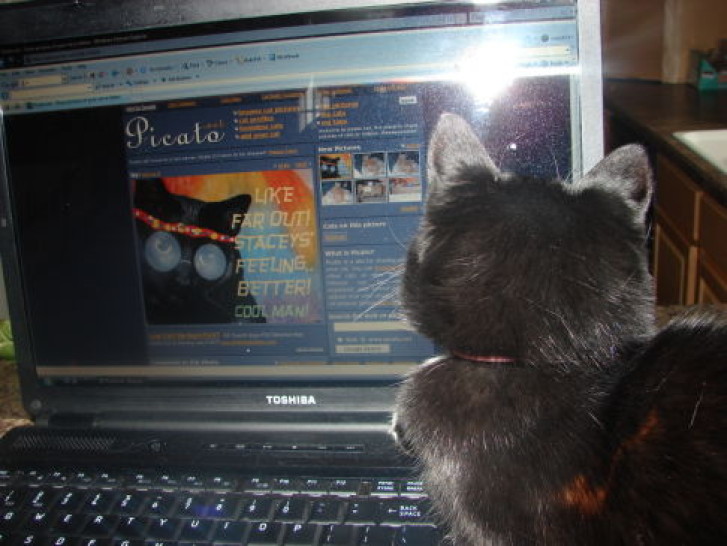 Picture of a cat / kitten / feline