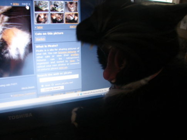 Picture of a cat / kitten / feline