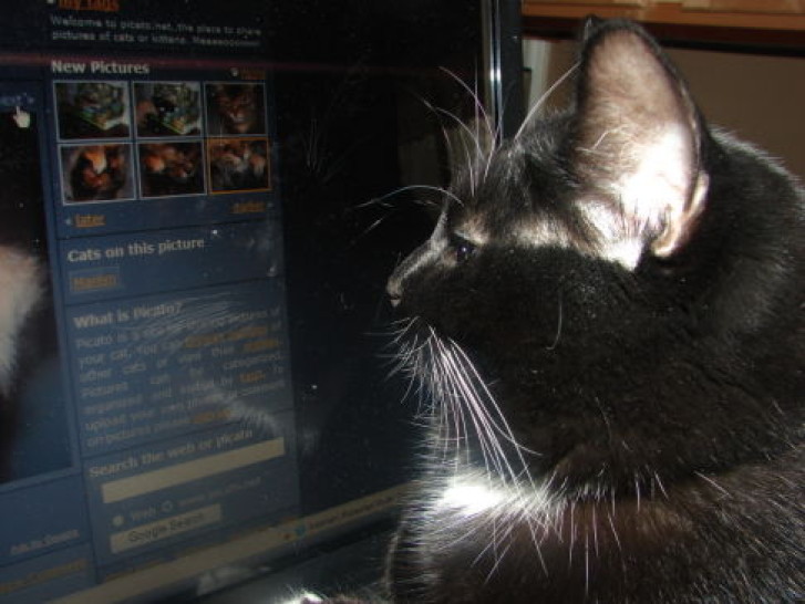 Picture of a cat / kitten / feline