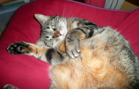 Picture of a cat / kitten / feline