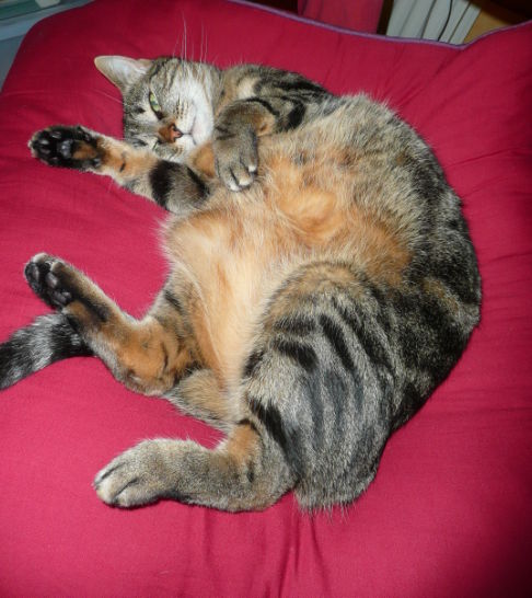 Picture of a cat / kitten / feline