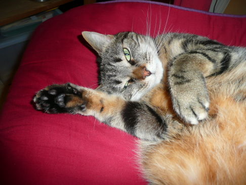 Picture of a cat / kitten / feline