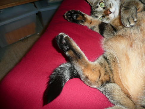 Picture of a cat / kitten / feline