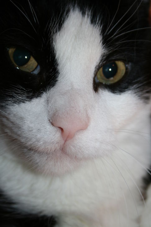 Picture of a cat / kitten / feline