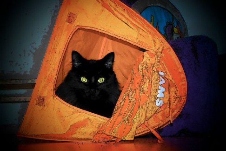 Picture of a cat / kitten / feline