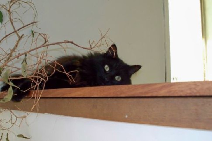 Picture of a cat / kitten / feline