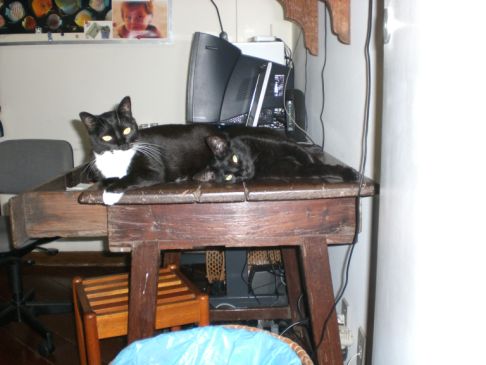 Picture of a cat / kitten / feline